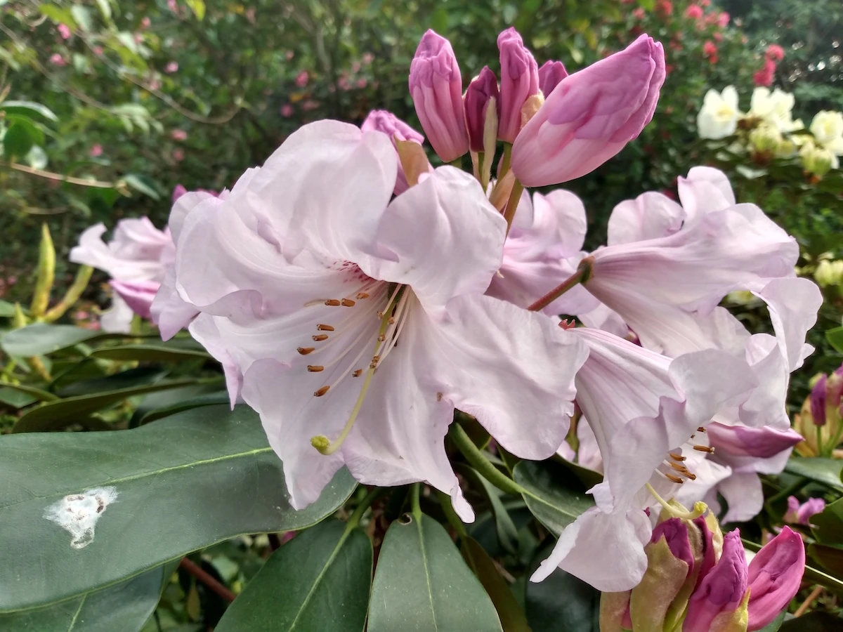 campanulatum hybrid